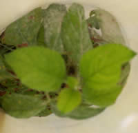 Common Apple inside tube, planted 3/24/04, photo 5/27/04; Leaf Mold on lower leaves.