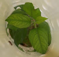 Common Apple inside tube, planted 3/24/04, photo 5/27/04; Necrotic, Mg Deficiency