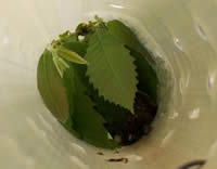 Chinese Chestnut inside tube planted 3/24/04, photo 5/27/04