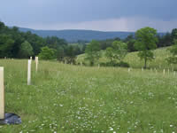 Tree planting 03/24/04, SE