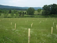 Tree planting 03/24/04, SSE View