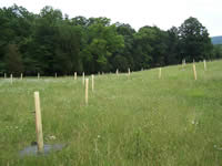 Tree Planting 03/24/04, South of Creek E  View