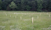 Tree Planting 03/24/04, South View