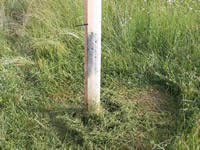 Vegetation mowed around tube before placing mulch mat