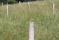 Black Walnut emerging from top of 4 foot tube after 2 months